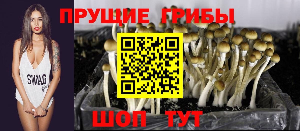 Галлюциногенные грибы Psilocybine cubensis  Вход с VPN  Чебоксары 